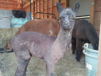 Alpaca For Sale - Raven of Circle C at Circle C Alpacas